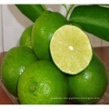 FRESH LIME SEEDLESS/DRIED KAFFIR LIME LEAVES